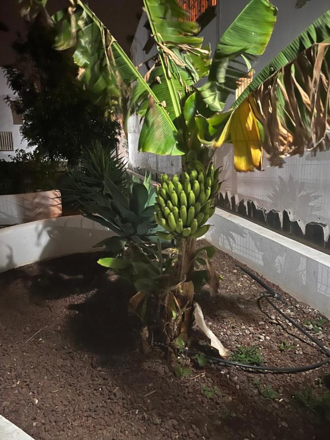 Estudio Costa Del Silencio Chayofita 阿罗纳 外观 照片